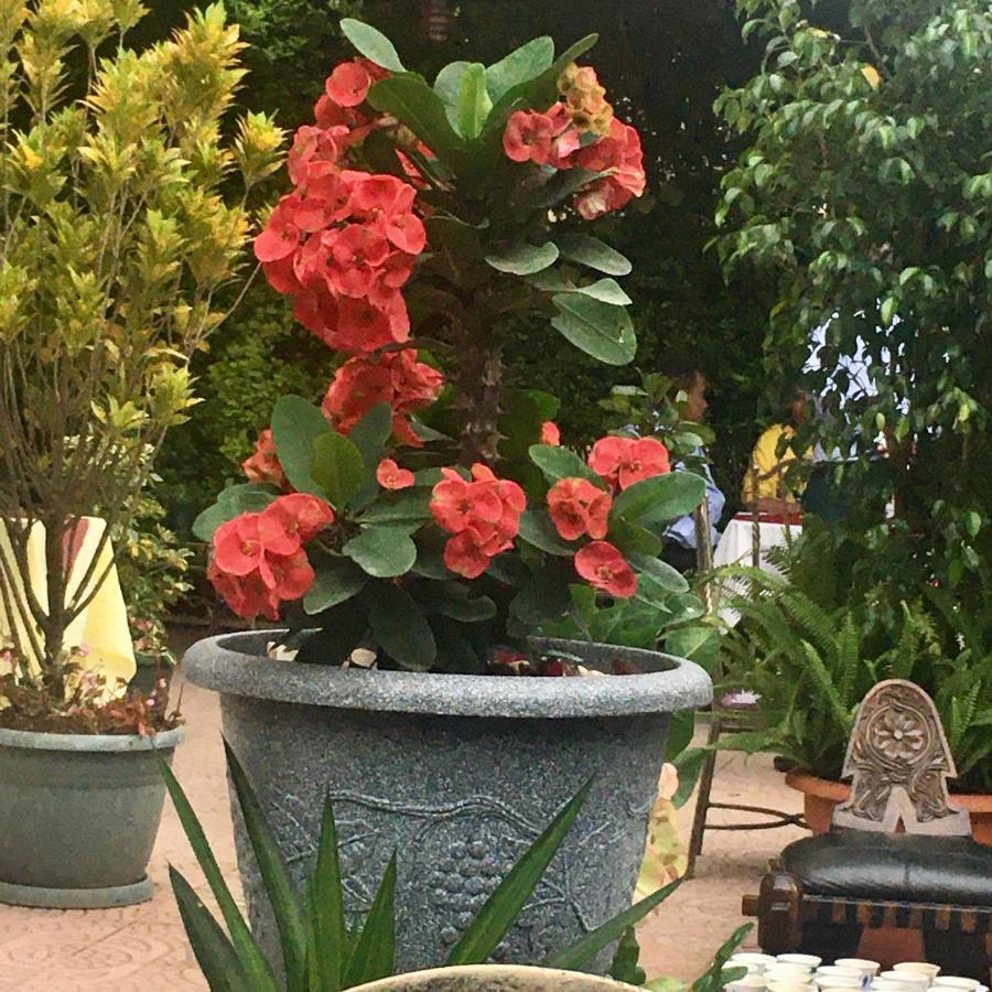 Jacaranda Hotel, Bahir Dar Exteriér fotografie